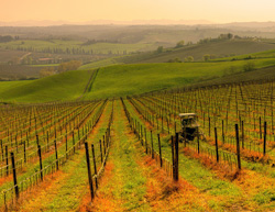 <b> The beautiful landscape of Chianti </b>