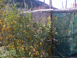 <b>Typical lemon trees of Sorrento</b>